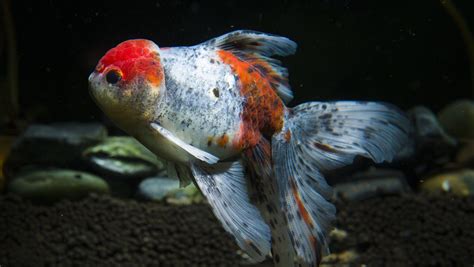 金魚 魚缸|金魚魚缸挑選 造景及養護須知 – 寵物百科